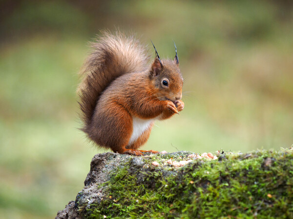 Red Squirrel Feeding. Picture Board by Tommy Dickson
