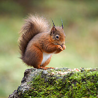 Buy canvas prints of Red Squirrel Feeding. by Tommy Dickson