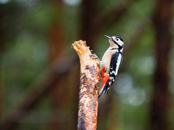 Great Spotted Woodpecker Picture Board by Tommy Dickson