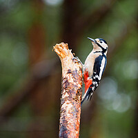 Buy canvas prints of Great Spotted Woodpecker by Tommy Dickson