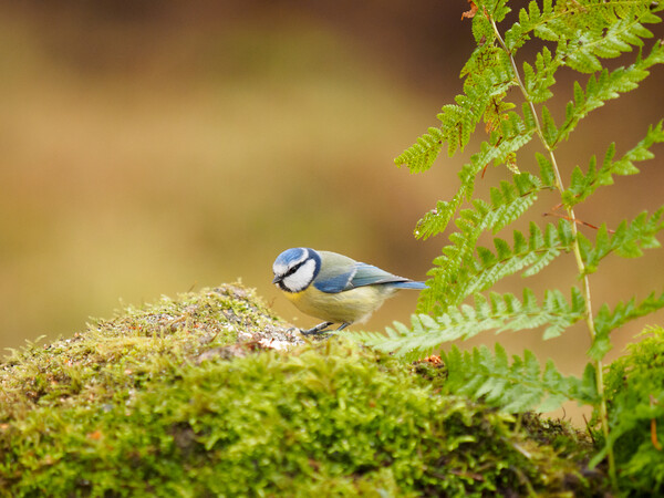 Blue Tit. Picture Board by Tommy Dickson