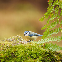 Buy canvas prints of Blue Tit. by Tommy Dickson