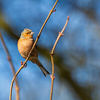 Buy canvas prints of Common Chaffinch. by Tommy Dickson