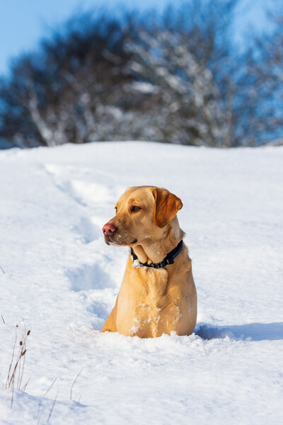 Labrador in the snow. Picture Board by Tommy Dickson