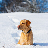 Buy canvas prints of Labrador in the snow. by Tommy Dickson