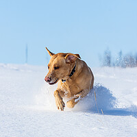Buy canvas prints of Joyful Labrador frolicking in winter wonderland by Tommy Dickson