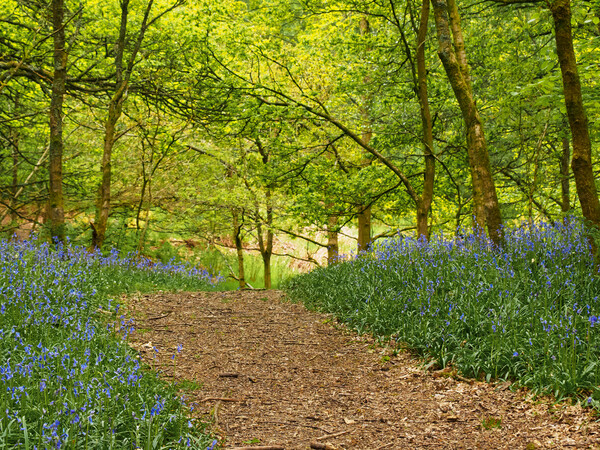 Bluebell Woods Picture Board by Tommy Dickson