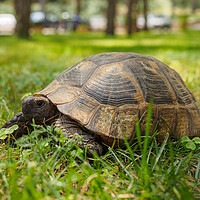 Buy canvas prints of Tortoise. by Tommy Dickson