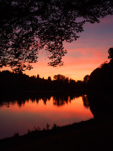Sunset at Callendar Park, Falkirk. Picture Board by Tommy Dickson