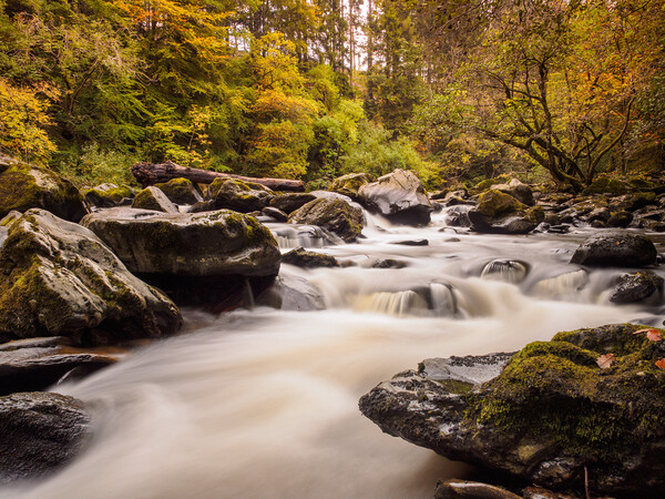 Autumn on the River Braan, Birnam. Picture Board by Tommy Dickson