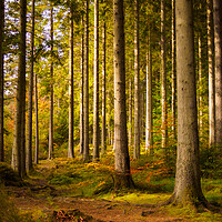 Buy canvas prints of Birnam Wood, Perth And Kinross. by Tommy Dickson