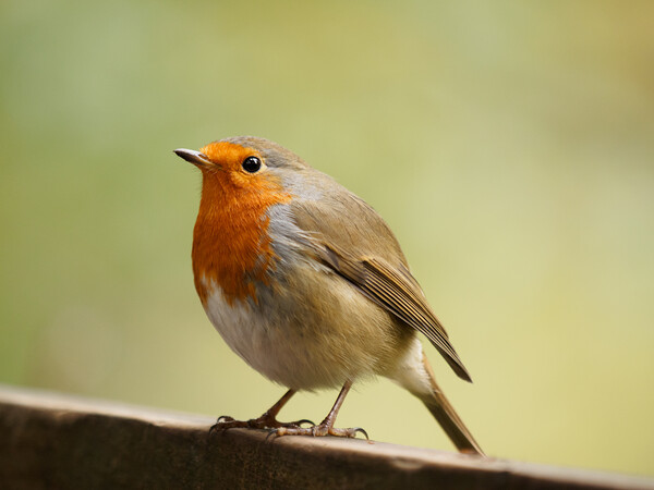 Robin Redbreast Picture Board by Tommy Dickson