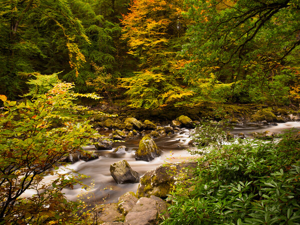 River Braan Autumn. Picture Board by Tommy Dickson