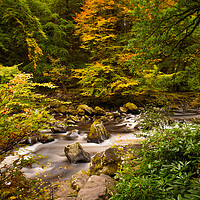 Buy canvas prints of River Braan Autumn. by Tommy Dickson