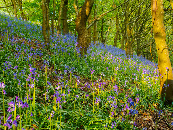 Bluebell woods. Picture Board by Tommy Dickson