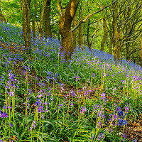 Buy canvas prints of Bluebell woods. by Tommy Dickson