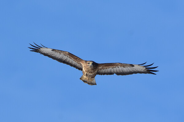 Common Buzzard in flight. Picture Board by Tommy Dickson