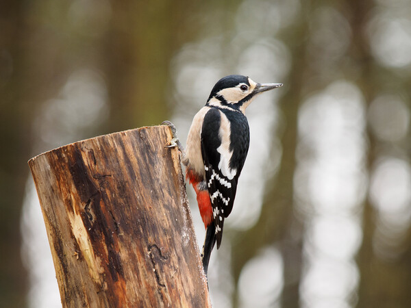 Great Spotted Woodpecker Picture Board by Tommy Dickson