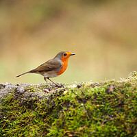 Buy canvas prints of European Robin by Tommy Dickson