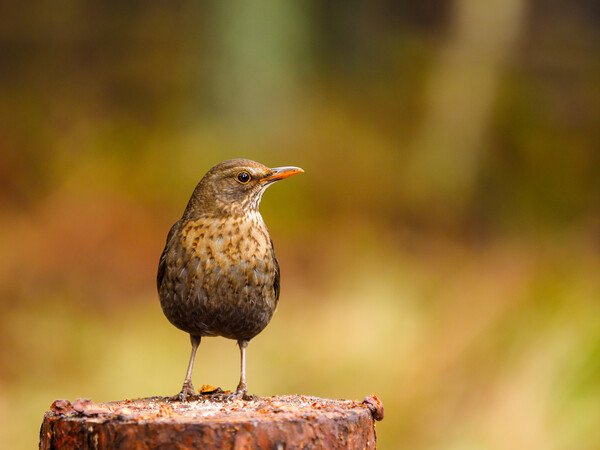 Female Blackbird. Picture Board by Tommy Dickson
