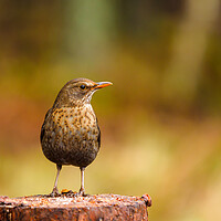 Buy canvas prints of Female Blackbird. by Tommy Dickson
