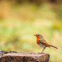 Buy canvas prints of Robin Redbreast. by Tommy Dickson