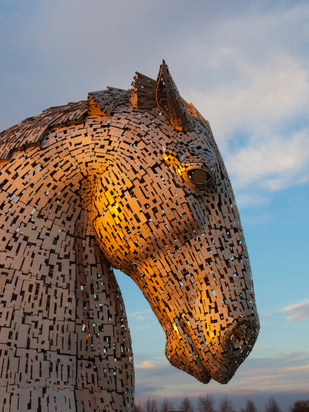 Duke the Kelpie at sunset. Picture Board by Tommy Dickson