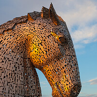 Buy canvas prints of Duke the Kelpie at sunset. by Tommy Dickson