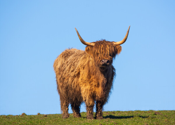 Heilan Coo. Picture Board by Tommy Dickson
