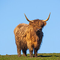 Buy canvas prints of Heilan Coo. by Tommy Dickson