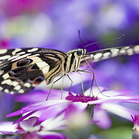 Buy canvas prints of The Citrus Swallowtail Butterfly by Glenn Pollock