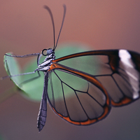 Buy canvas prints of The Glasswinged Butterfly by Glenn Pollock