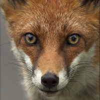 Buy canvas prints of Fox portrait, wild by Vivienne Beck