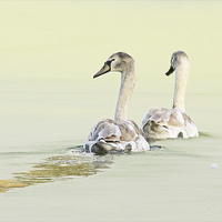 Buy canvas prints of Swans by Vivienne Beck