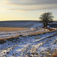 Buy canvas prints of Winter fields by Vivienne Beck