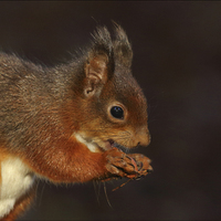 Buy canvas prints of Red squirrel by Vivienne Beck
