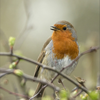 Buy canvas prints of Robin by Vivienne Beck