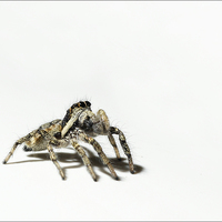 Buy canvas prints of Begging spider by Vivienne Beck