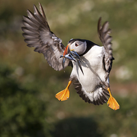Buy canvas prints of Puffin with Sand Eels by Mike Snelle