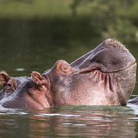 Buy canvas prints of Happy Hippo by Mike Snelle