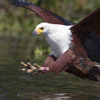 Buy canvas prints of Africa Fish Eagle by Mike Snelle
