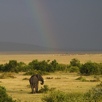 Buy canvas prints of Masai Mara Rainbow by Mike Snelle