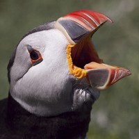 Buy canvas prints of Puffin portrait by Mike Snelle