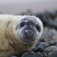 Buy canvas prints of Seal Pup by Mike Snelle