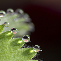 Buy canvas prints of Droplets by Mike Snelle