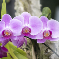 Buy canvas prints of Pink Orchids by Darren Eves