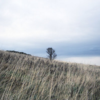 Buy canvas prints of Lonely Tree by Lucy Pinkstone