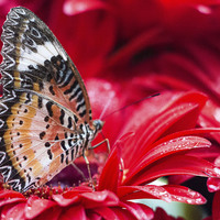 Buy canvas prints of Butterfly by Lucy Pinkstone