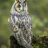 Buy canvas prints of Long-eared Owl - Asio Otus by Lara Vischi