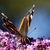Buy canvas prints of Red Admiral butterfly by Lara Vischi